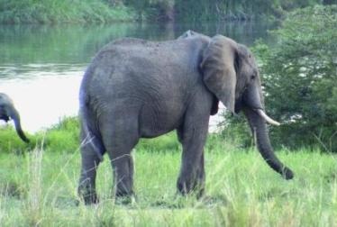 Elephants of Uganda